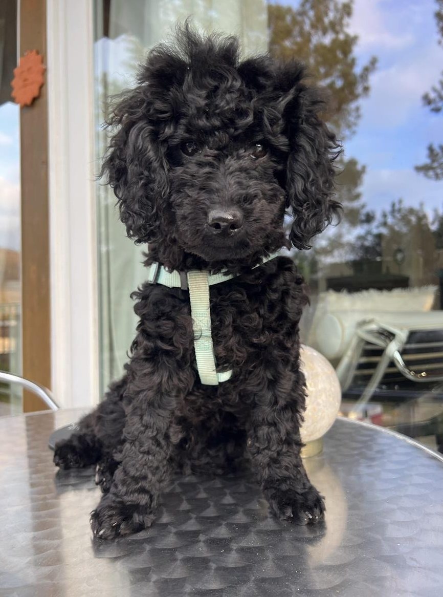 Wunderschöner Toy Pudel Welpe, männlich, schwarz