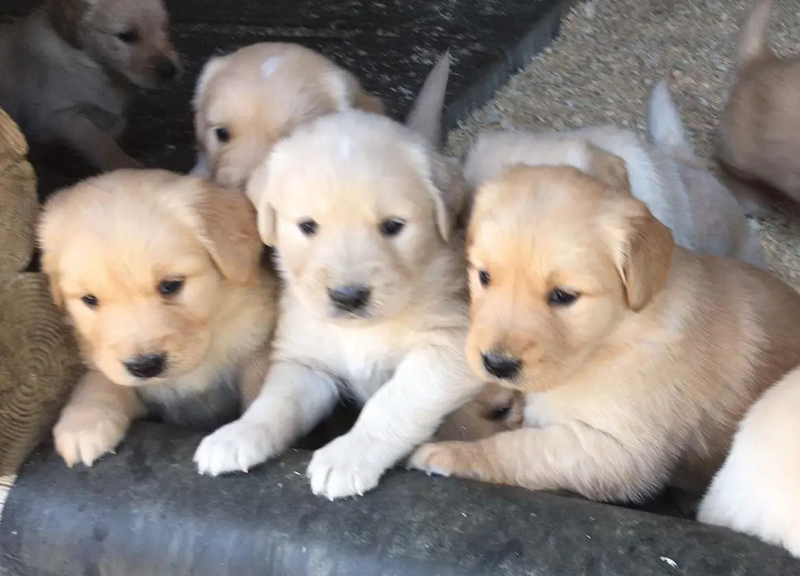 Wunderschöne Golden Retriever Welpen zu verkaufen