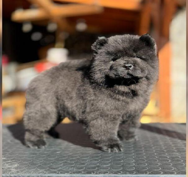 Chow Chow Welpen