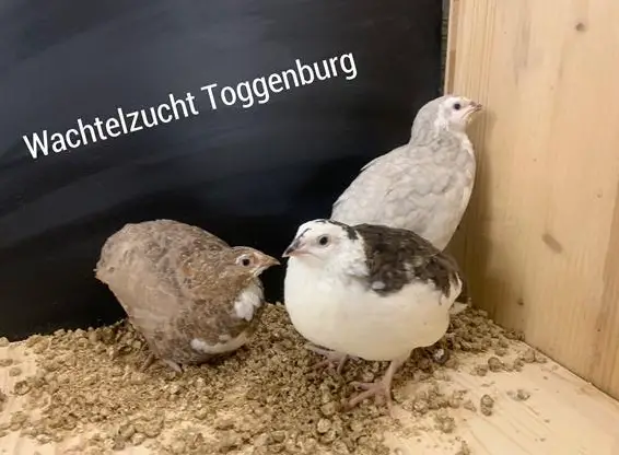 Legewachteln Jungtiere, diverse Farben