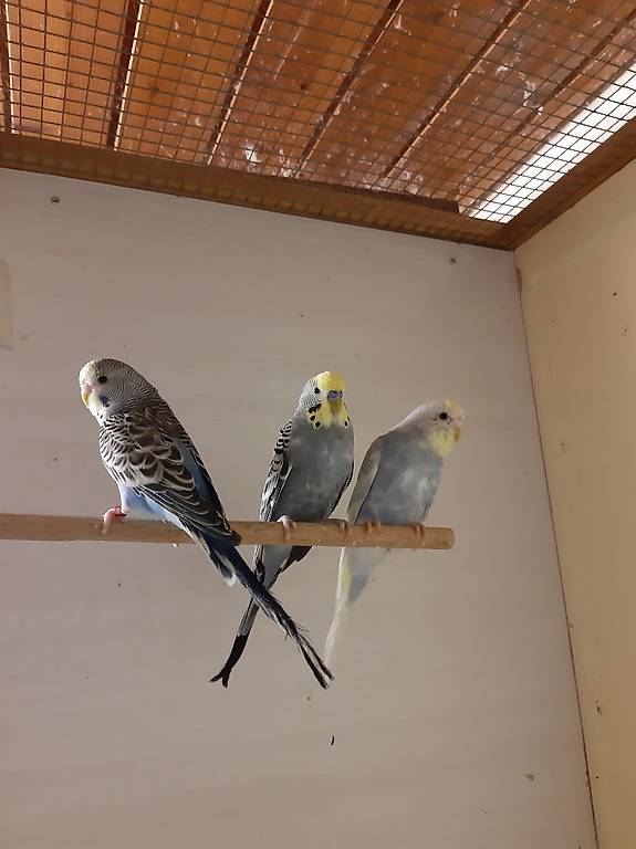 Wellensittich zu verkaufen