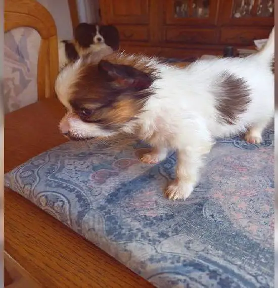 Papillon Welpen mit Ahnentafel