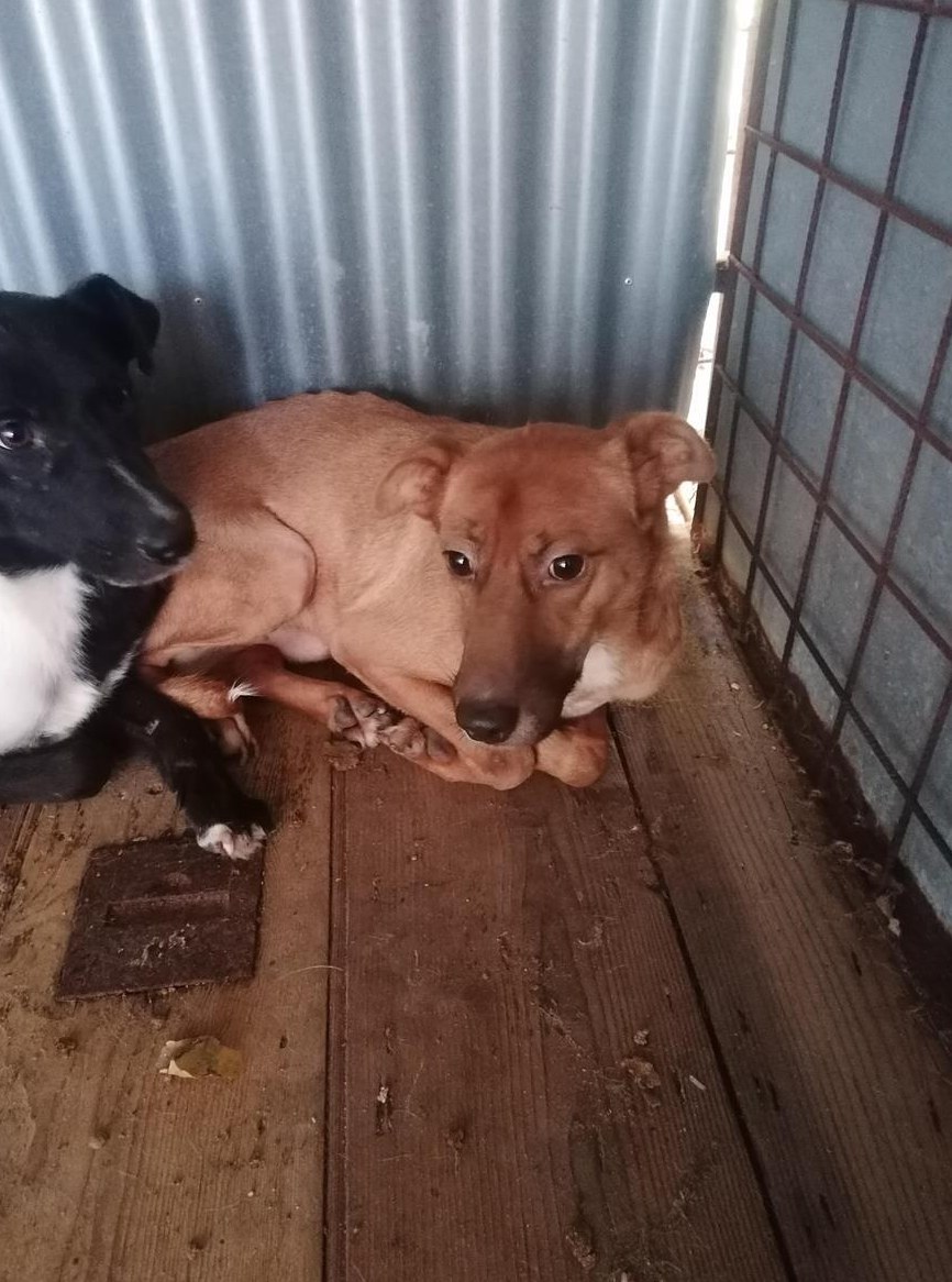 Marley, Labrador Mischlingsrüde im Canile Lager