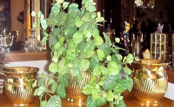 3er Set Messing Übertopf