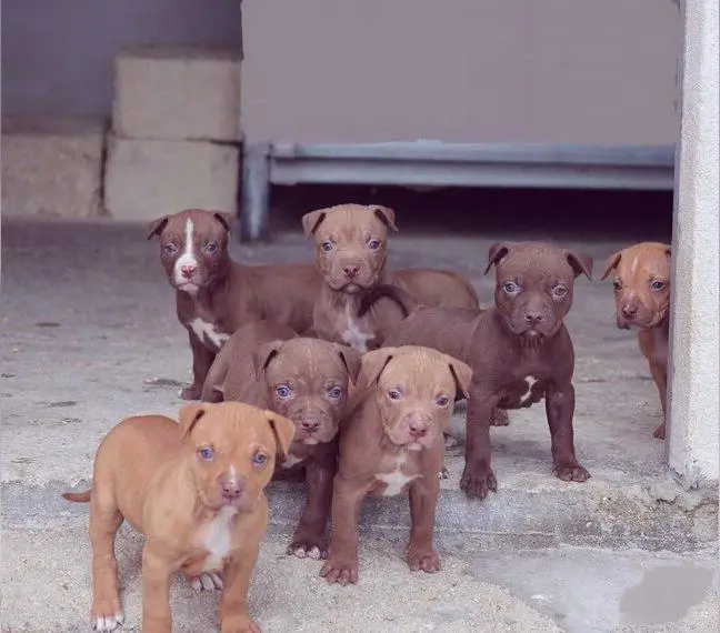 American Pitbull Welpen