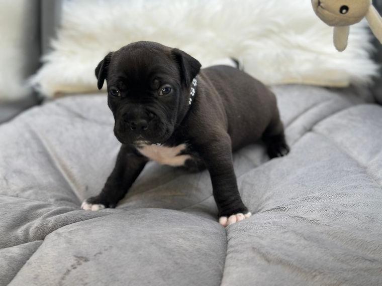 American Bully Classic