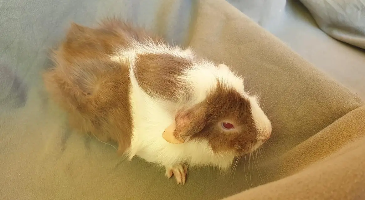 Junges Rosetten Meerschweinchen Weibchen