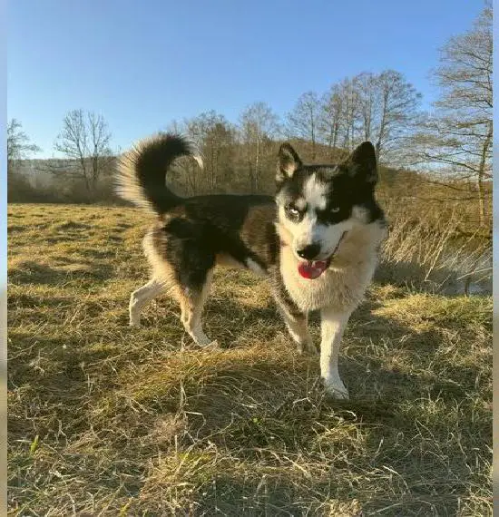 Siberian Husky