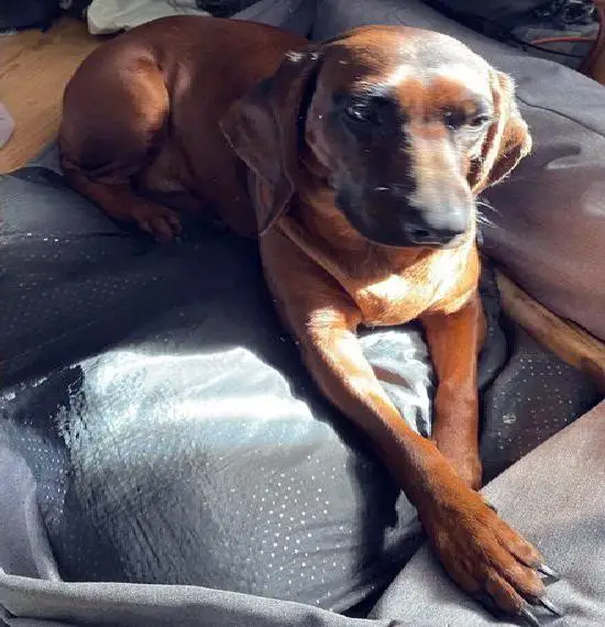 Hündin in gute Hände abzugeben