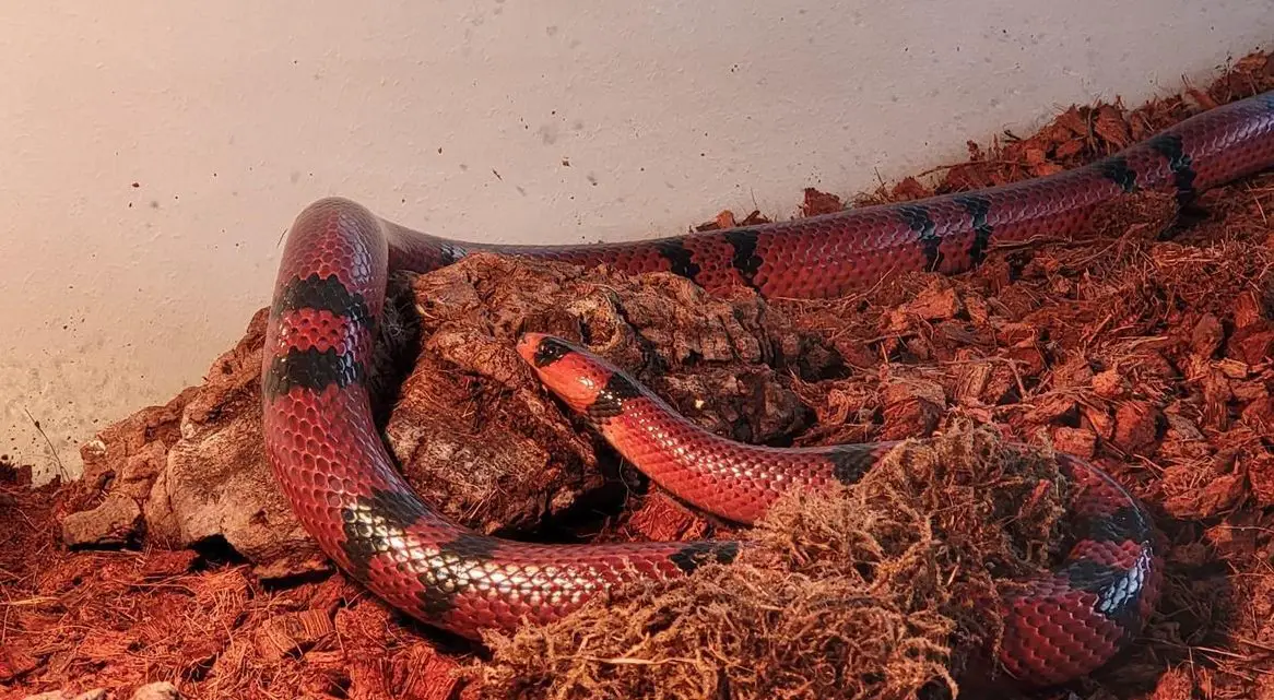 Einzelne Königsnatter sucht dringend neues Zuhause