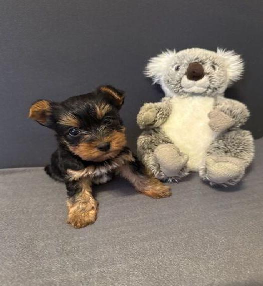 Nur noch 1 Zwerg Yorkshire Terrier Welpe