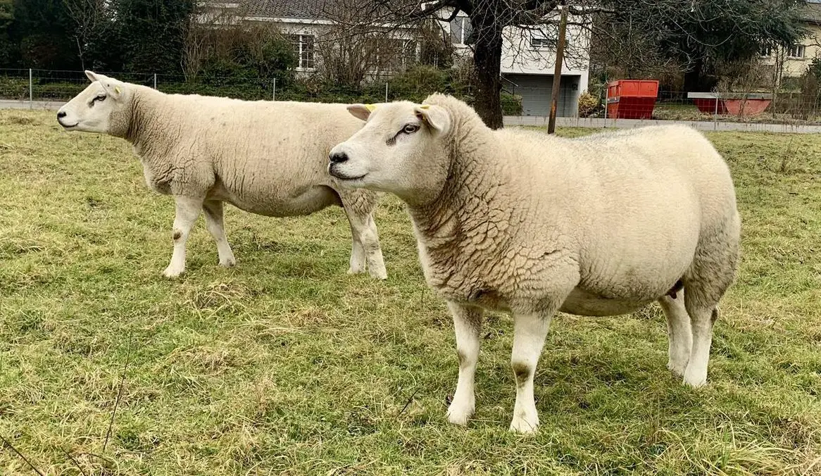 2 Texel Schafe zu verkaufen