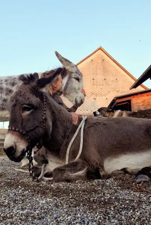 Eselfreund/in gesucht für Spazieren, Longieren, Pflegen...