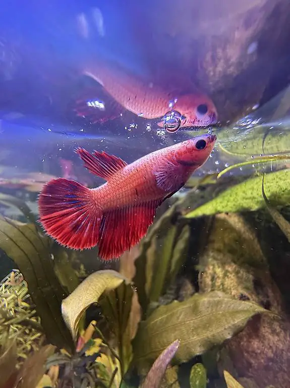 Kampffisch Weibchen zum abgeben