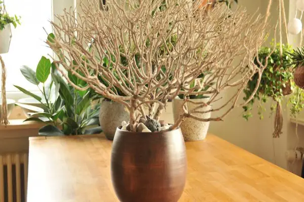 Echter Naturast als Deko mit Topf und Dekosteine