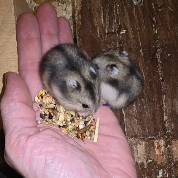 Junge, süsse Dsungarische Zwerghamster suchen Zuhause