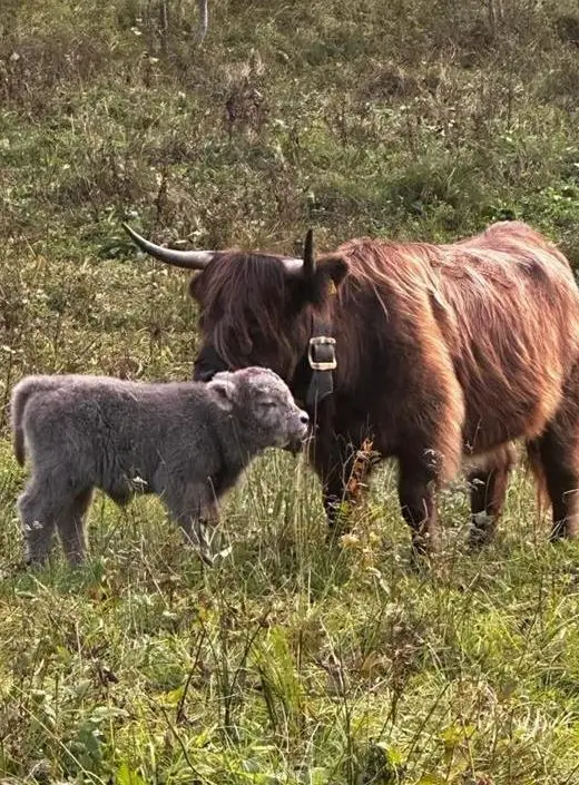 Schottisches Hochlandrind mit Kuhkalb