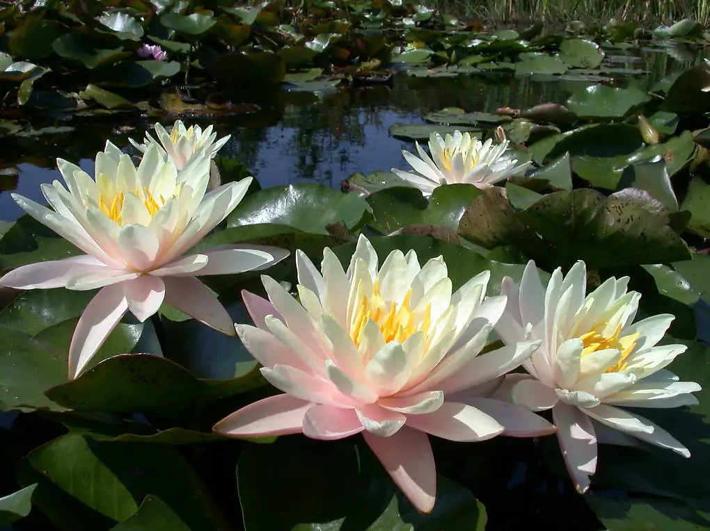 Seerose Teichpflanze Nymphaea "Barbara Dobbins"