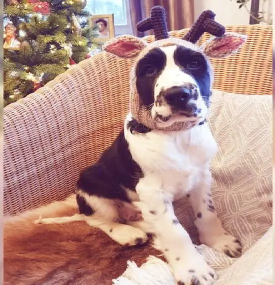 English Springer Spaniel