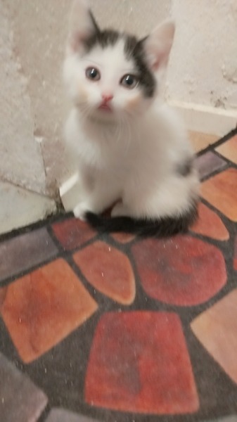 Drei süsse Kätzchen abzugeben