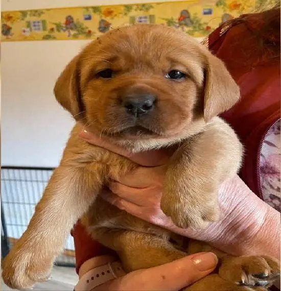 Labradorwelpen in foxred