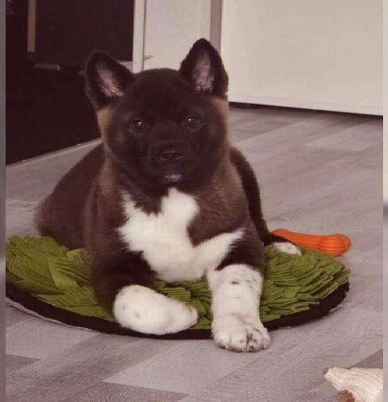 American Akita Welpen mit Champion Vorfahren