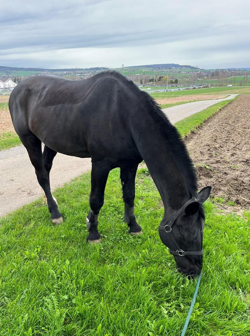 Reitbeteiligung auf liebem Moritzburger Wallach, ZH-Unterland
