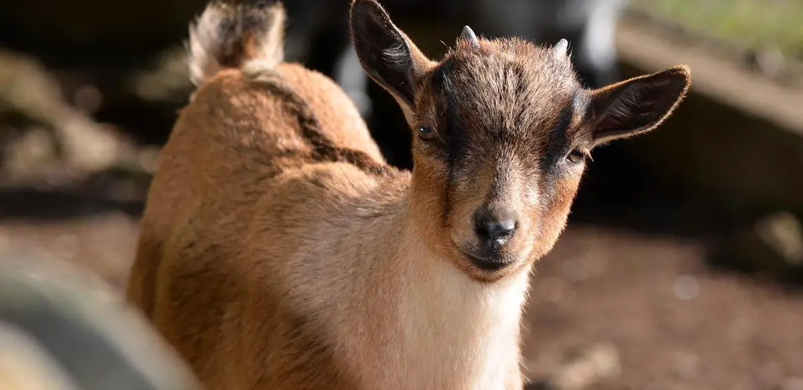 Wundervolle Zwergziegen zu verkaufen