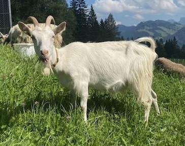 Weisse Toggenburger-Mischlingsziege an guten Platz abzugeben