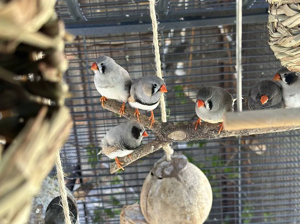 Süsse Zebrafinken abzugeben inkl. Voliere
