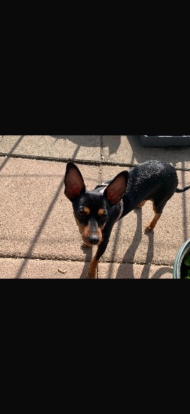 Aufgeweckte Zwergpinscher-Welpen suchen ein liebevolles Zuhause