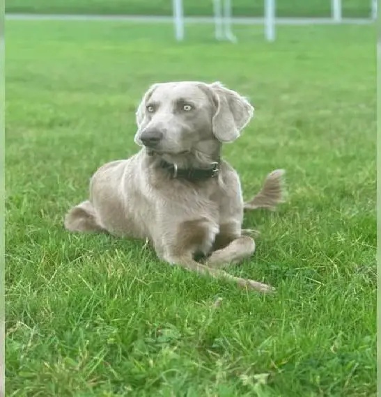 Weimaraner Langhaar Welpe Rüde