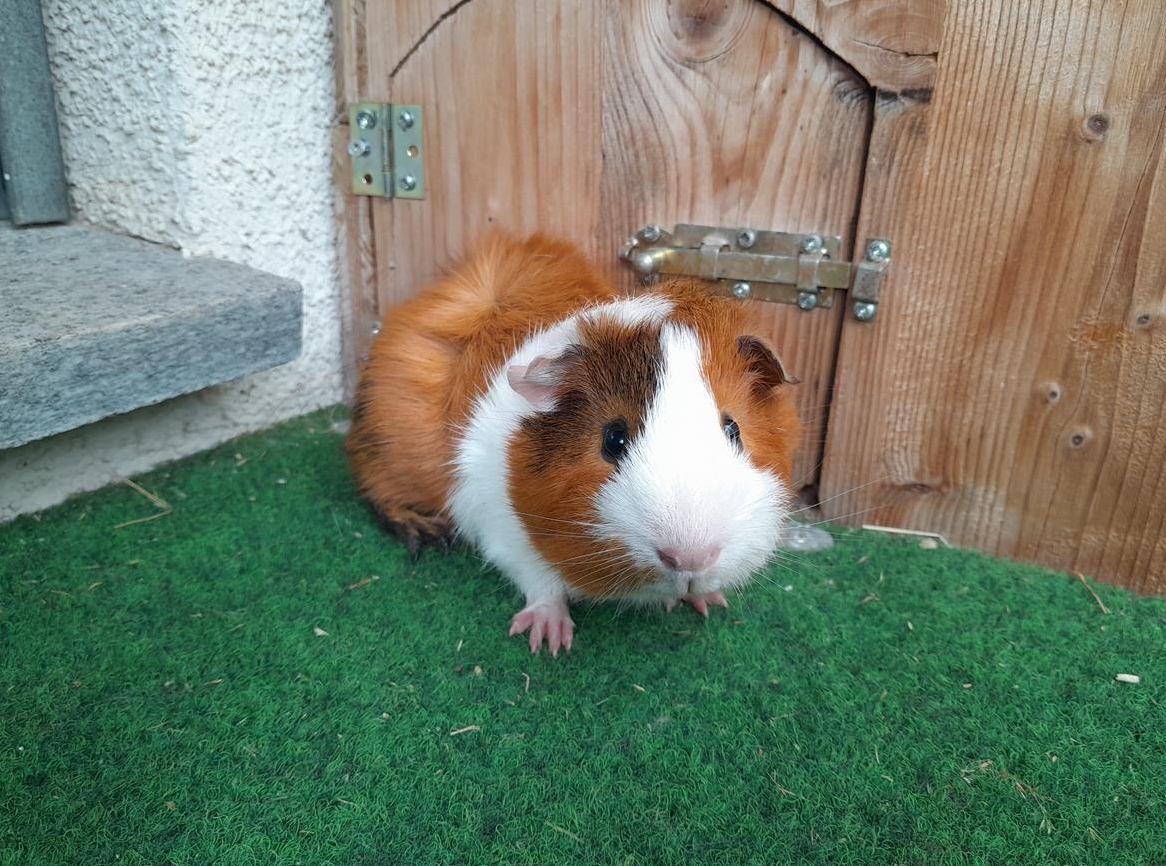 Junge Meerschweinchen Glatthaar & Strubeli zu verkaufen