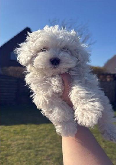 Bichon Frise Welpen