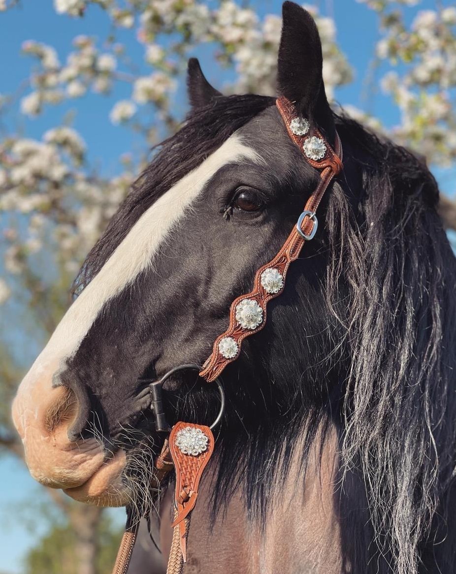 Reitbeteiligung für verschmusten Tinker im Thurgau