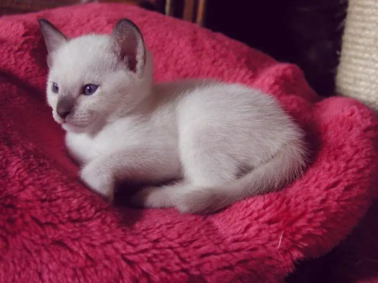 Thai Siam alter Typ Babys 24 Jahre Zucht