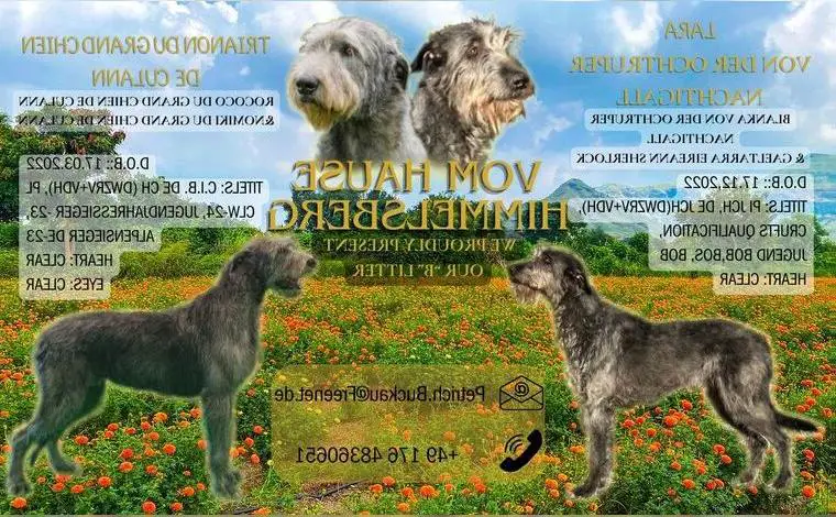 Wunderschöne Irish Wolfhound Welpen