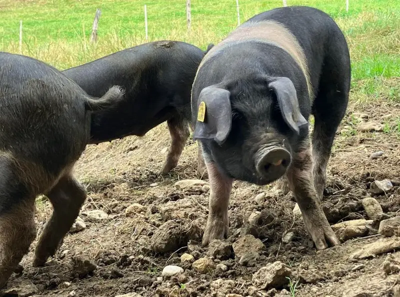 BIO-Mastjager, Ferkel zu verkaufen