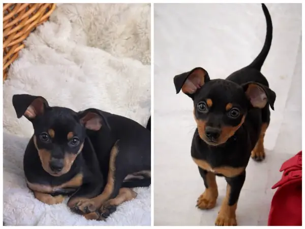 Zwergpinscher-Welpen (Rüden) suchen ein Zuhause ?