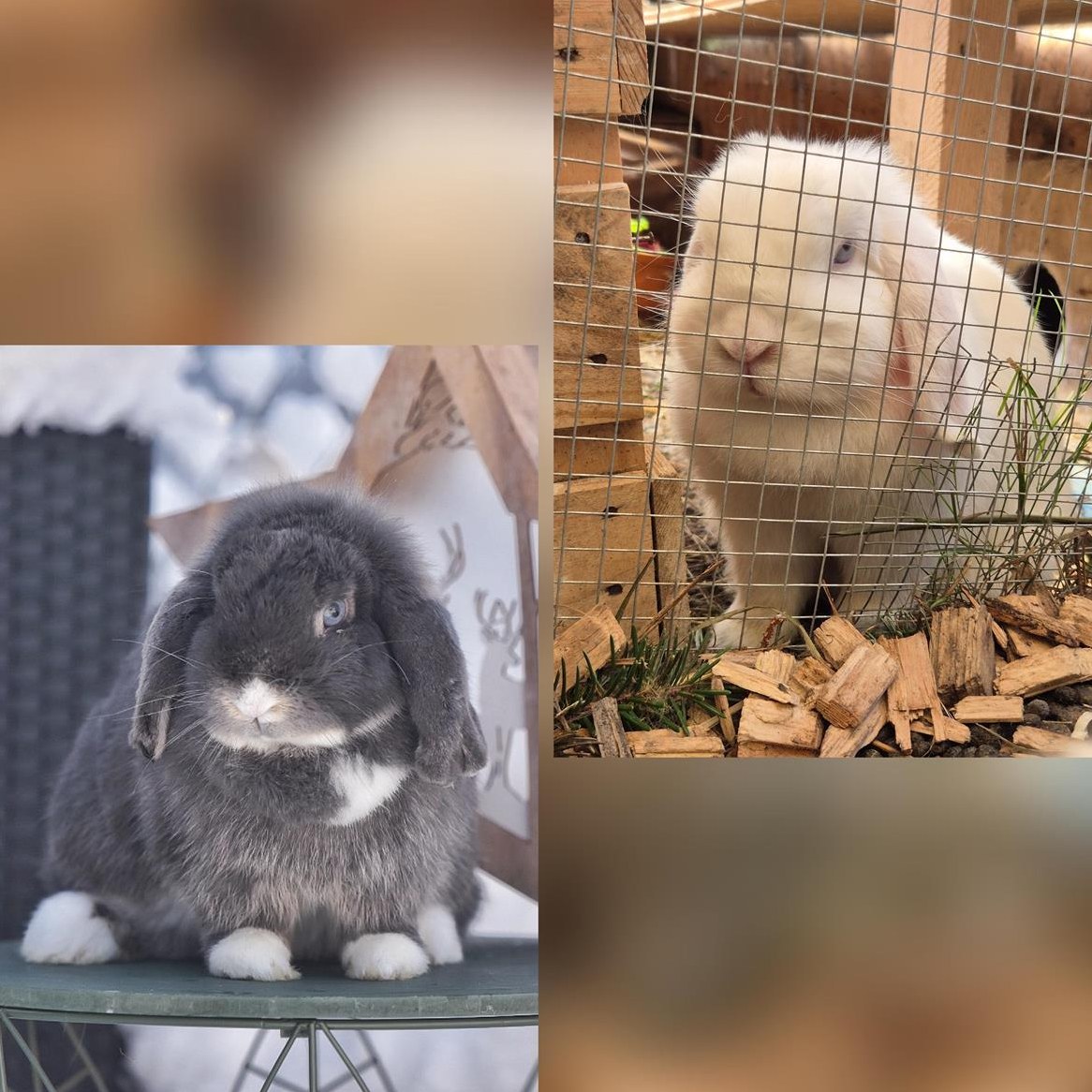 Zwergwidder Weibchen suchen ein Zuhause