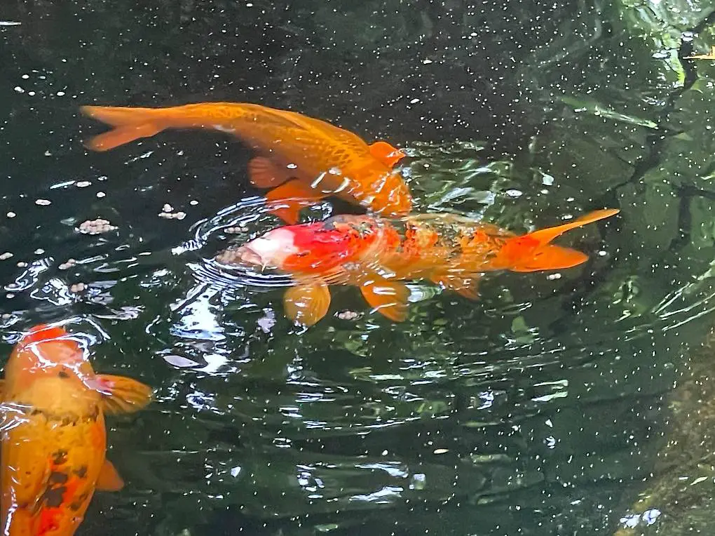 Koi, ein schönes Hobby