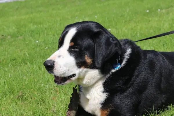 Appenzeller Sennenhund