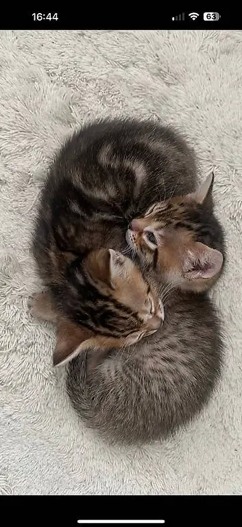 Zwei süsse Katzenbaby zu Verkaufen