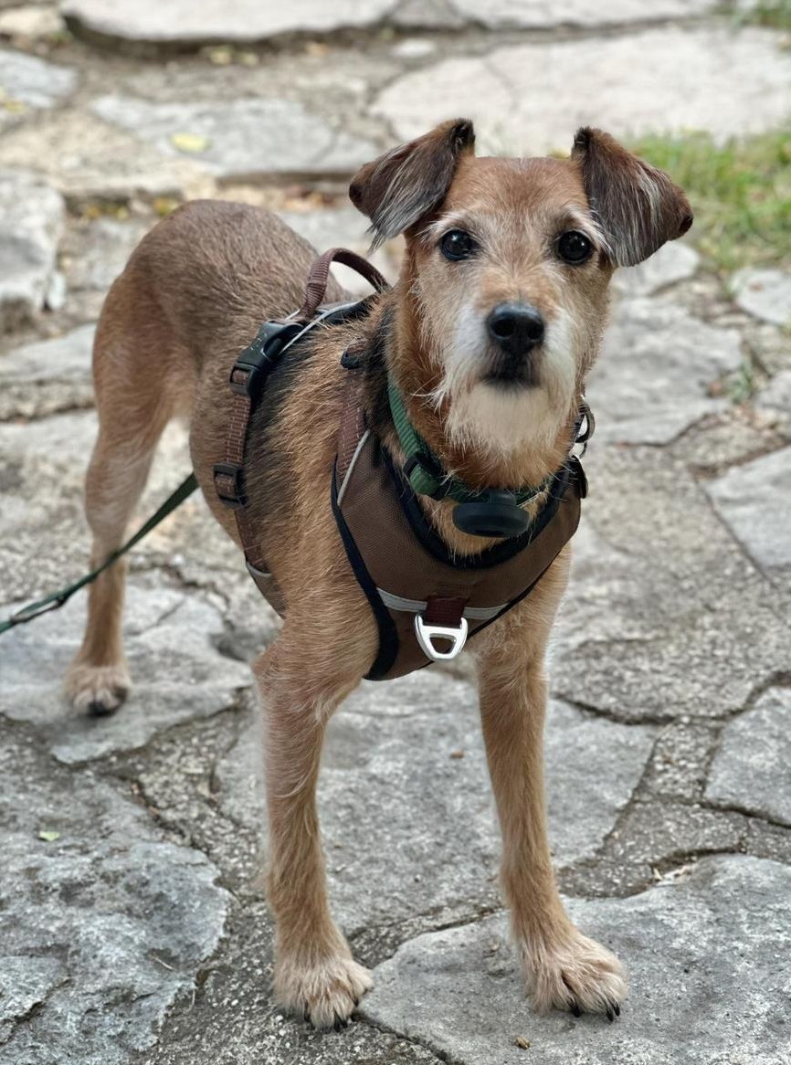 Dackel-/Terrier Mischlingsrüde, kastriert, 9-jährig