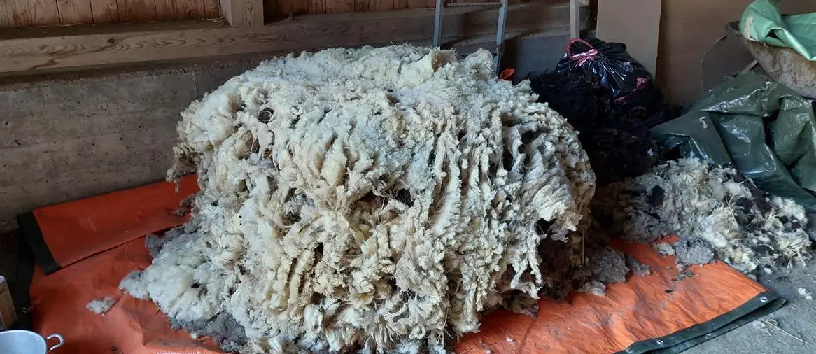 Bio-Schafwolle zu verkaufen