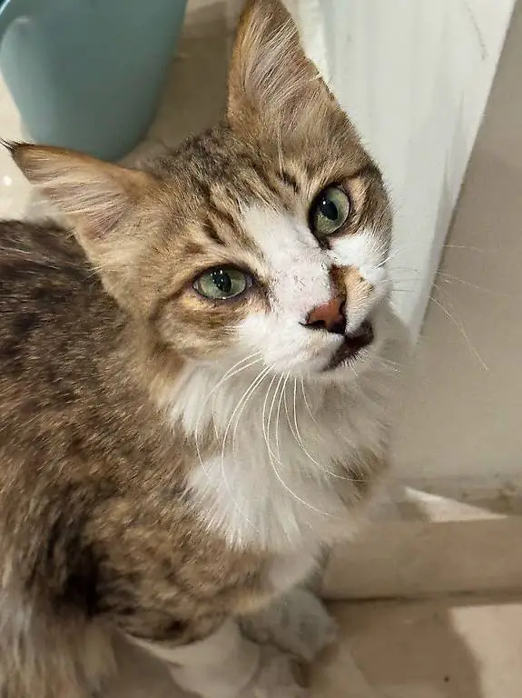 Kater Lumpi sucht liebevolles Zuhause in der Schweiz