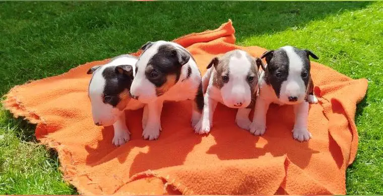 Miniatur Bullterrier Welpen mit Ahnentafel