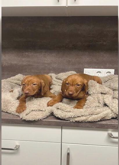 Magyar vizsla Welpen abzugeben