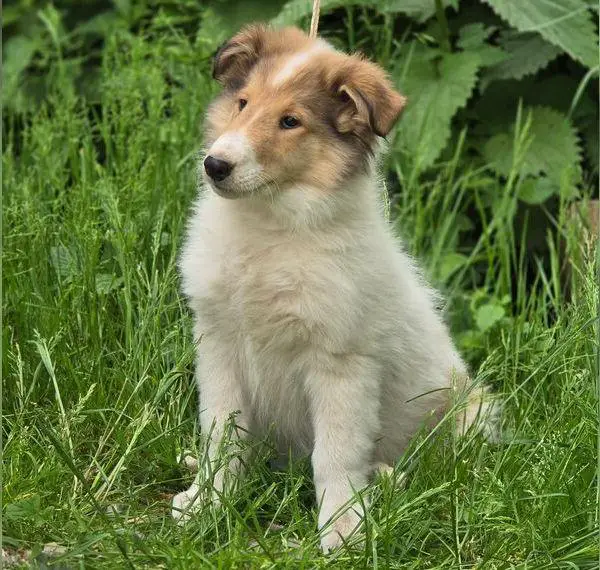 Colliewelpe Thyson, Rüde in weiss/sable, amerik. Linie sucht tolles neues Zuhause