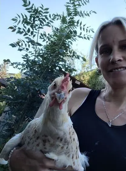 Junge Orpington x Brahma Mix Hähne suchen neues zuhause